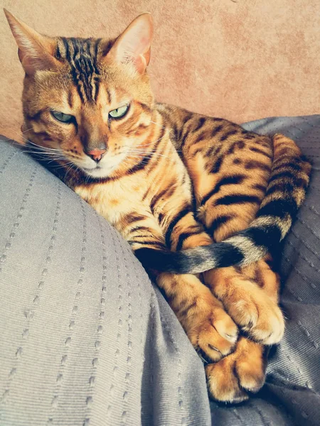 Vackra Bengalisk Katt Med Stora Ögon — Stockfoto