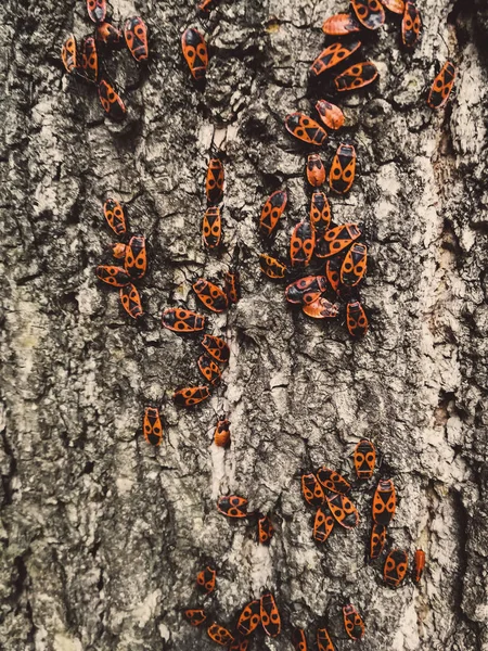 木の樹皮の赤いカブトムシ — ストック写真