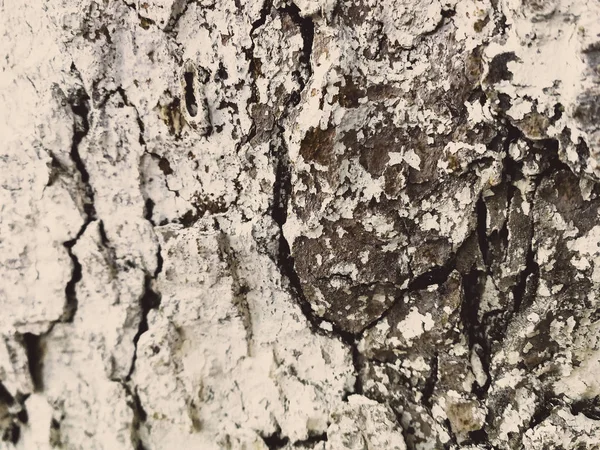 Textura Stromové Kůry Pozadí — Stock fotografie