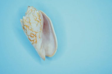 Mavi arka planda deniz kabukları