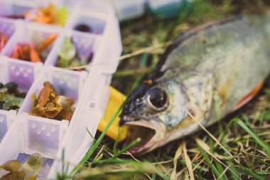 Balık tutma kavramı: mücadele, olta, balık çimenlerin üzerinde