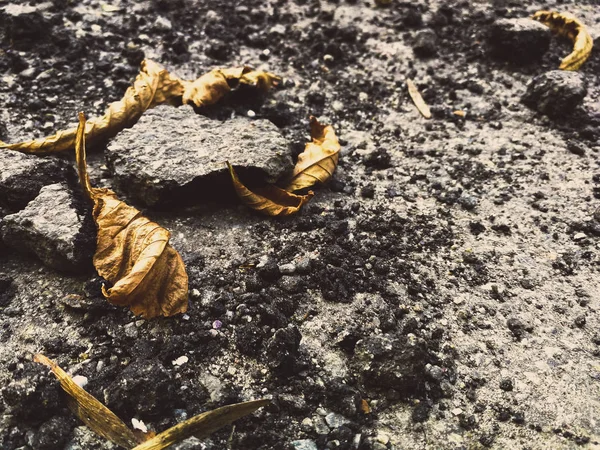 Сломанный асфальт с сухими листьями — стоковое фото