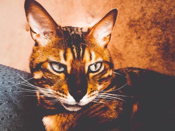Schöne Bengalikatze mit großen Augen — Stockfoto