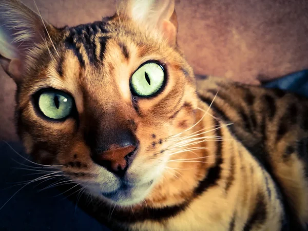 Big Bengal Cat Light Green Eyes — Stock Photo, Image