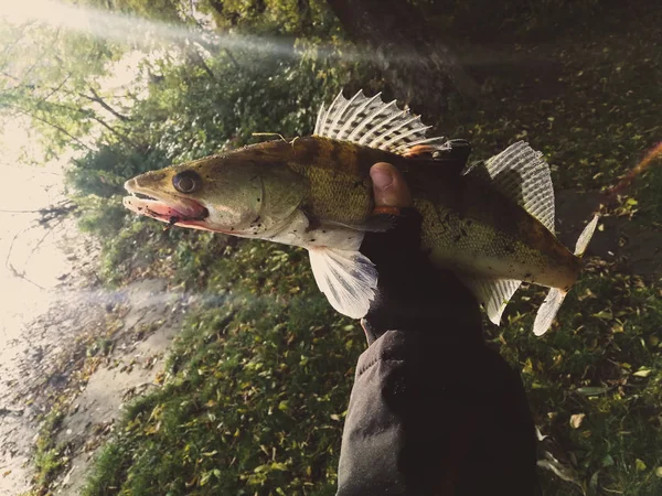 Hobby Utanför Fiske Zander — Stockfoto