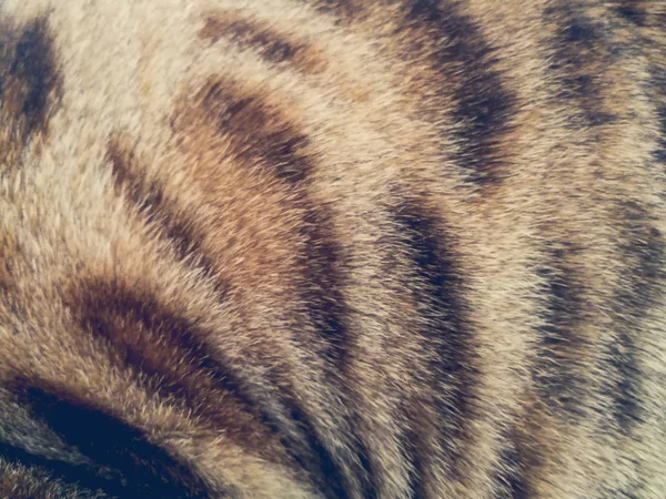 Cabelo Gato Bengala — Fotografia de Stock