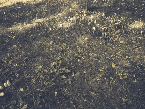 Muchomory Trawie — Zdjęcie stockowe