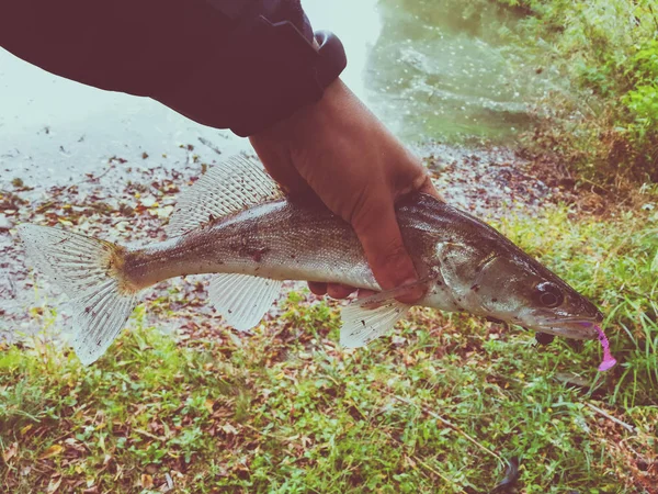 Peixe Capturado Nas Mãos Pescador — Fotografia de Stock