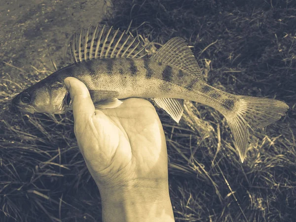 Pêché du poisson dans une main sur un lac — Photo