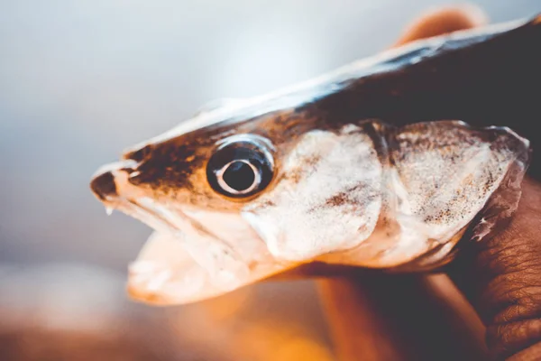 Fishing. Fisherman and fish — Stock Photo, Image