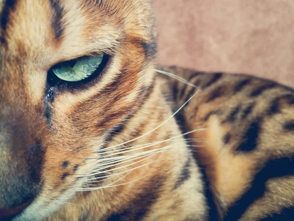 Beautiful Bengali Cat Big Eyes — Stock Photo, Image