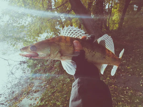 Хобби Улице Рыбалка Zander — стоковое фото