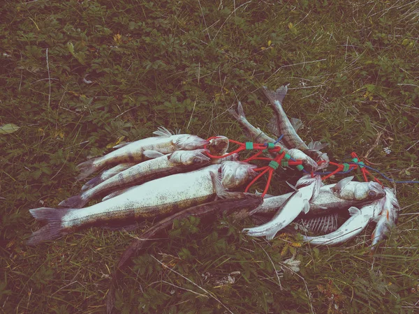 풀밭에서 물고기 — 스톡 사진