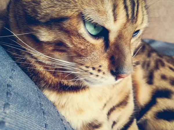 Hermoso Gato Bengalí Con Grandes Ojos —  Fotos de Stock