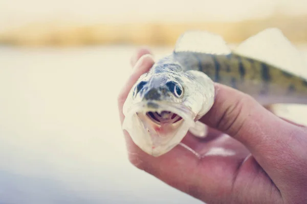 Pêche. Pêcheur et poisson — Photo