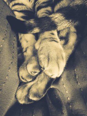 Bengal kedinin pençeleri