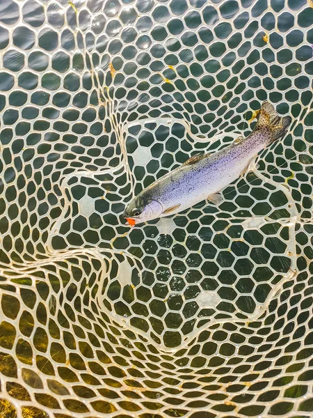 Fishing on the lake — Stock Photo, Image