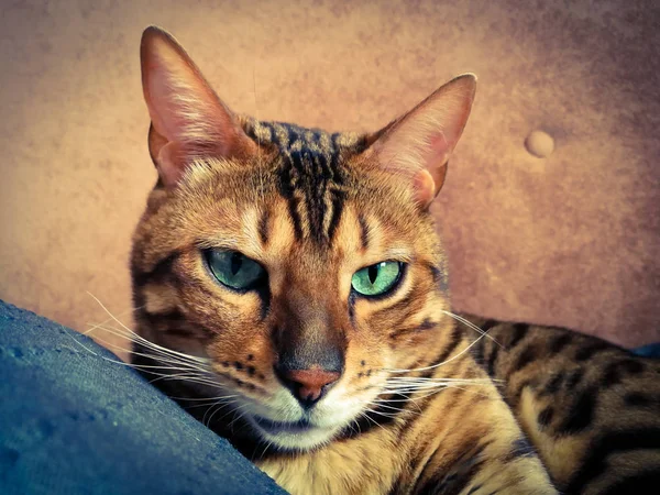 Big Bengal cat with light green eyes — Stock Photo, Image