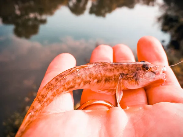 Caught fish in a hand on a lake — Stock Photo, Image
