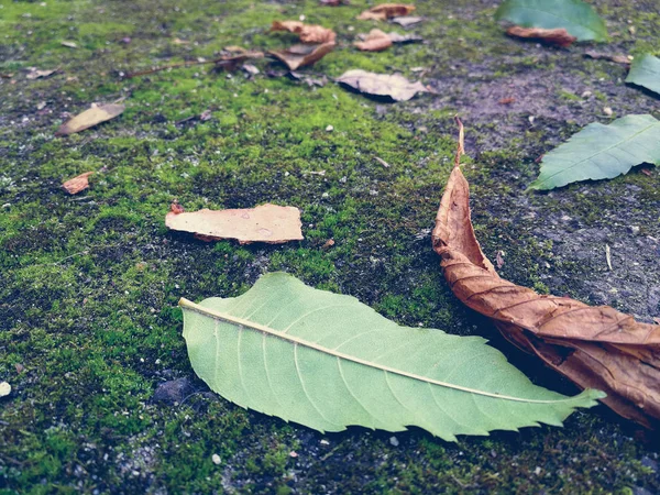 Τα βρύα με ξηρά φύλλα — Φωτογραφία Αρχείου