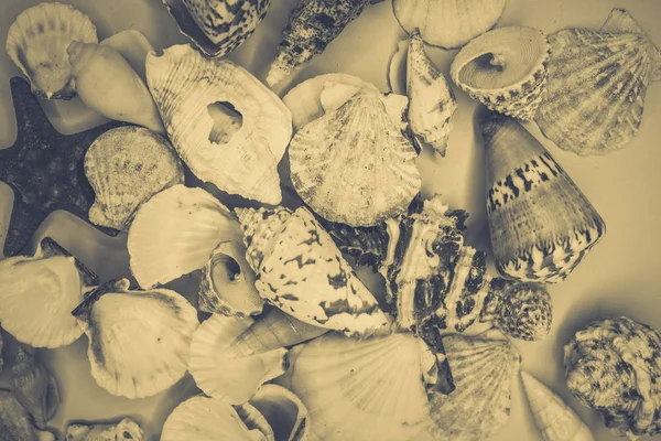 Various Shapes Seashells Background — Stock Photo, Image