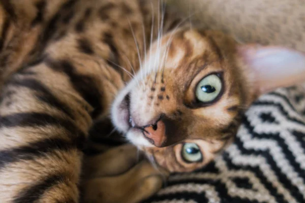 Cute Cat Bengal — Stock Photo, Image