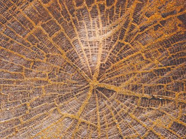 kesilen ağaç Üstten Görünüm