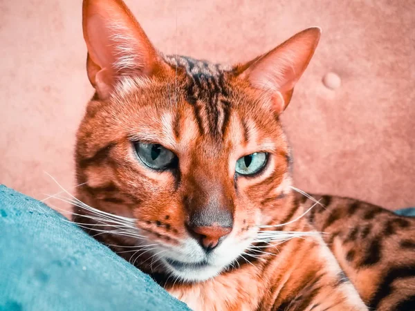 밝은 녹색 눈을 가진 큰 벵골 고양이 — 스톡 사진