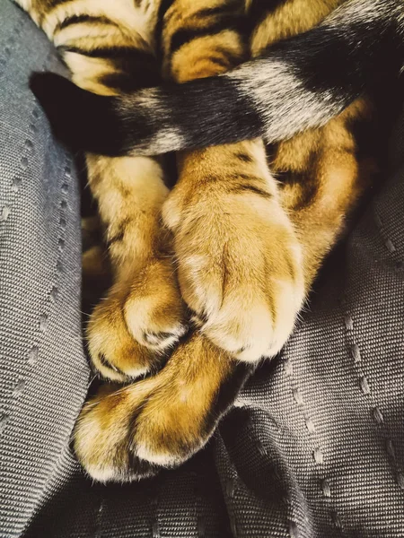 Paws of a Bengal cat — Stock Photo, Image