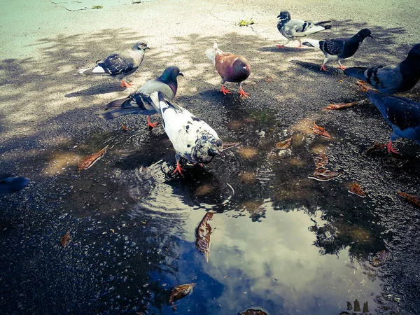 Pombas no parque — Fotografia de Stock