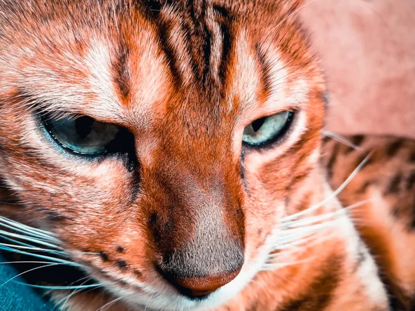 Bellissimo gatto bengalese con grandi occhi — Foto Stock