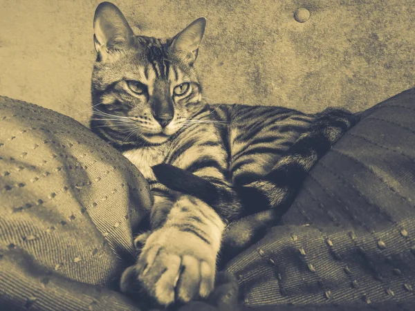 Iri gözlü güzel Bengalli kedi — Stok fotoğraf