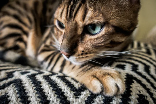 Gato Bonito Bengala — Fotografia de Stock