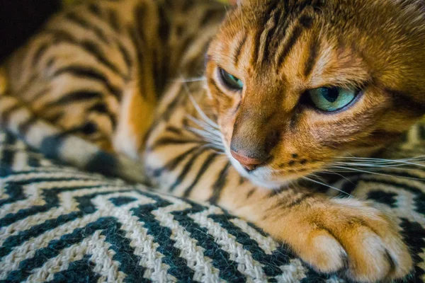 Cute Cat Bengal — Stock Photo, Image