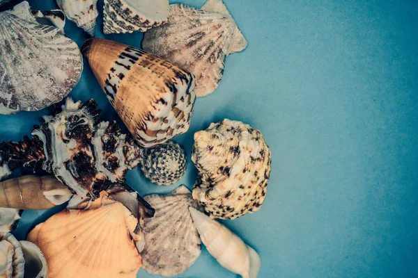 Conchas em um fundo azul — Fotografia de Stock