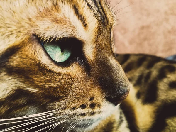 Hermoso gato bengalí con grandes ojos — Foto de Stock