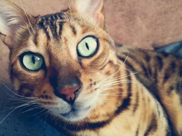 Işık yeşil gözlü büyük Bengal kedi — Stok fotoğraf