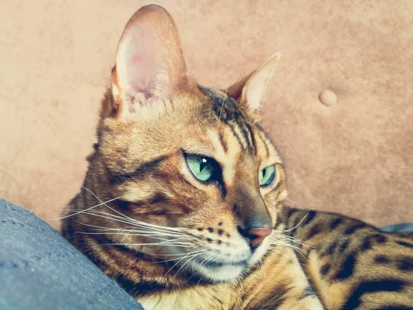 光の緑の目を持つ大きなベンガル猫 — ストック写真