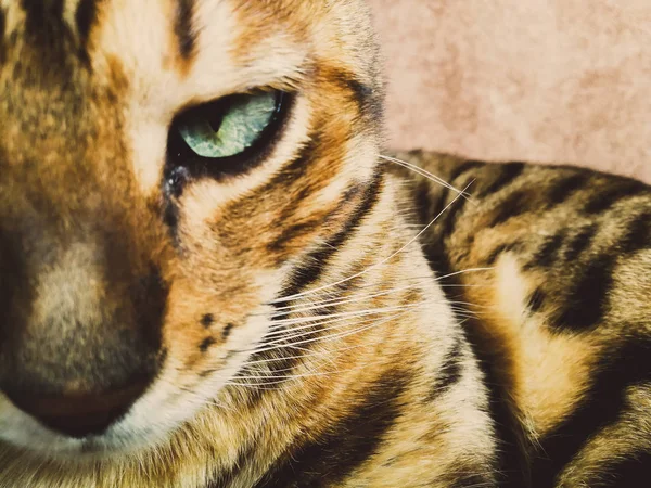 Piękny kot bengalski, wielkie oczy — Zdjęcie stockowe