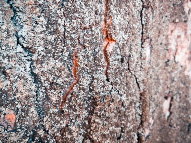 ağaç kabuğu dokusu arkaplanı