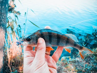 balıkçı bir balık tutuyor