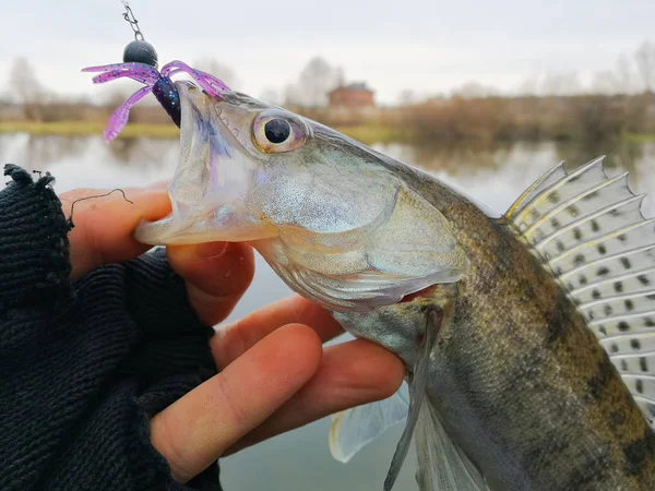 Background on a fishing theme — Stock Photo, Image