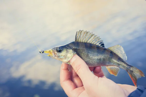 Fiske. Fiskare och fisk — Stockfoto