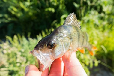 Nehirde levrek yakalamak