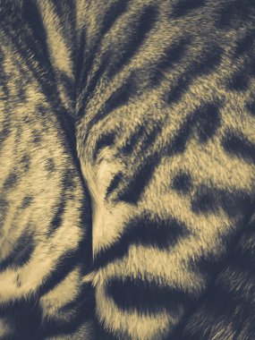 Bengal kedinin pençeleri