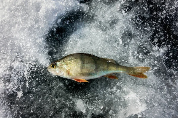 Pesca Inverno Partir Gelo — Fotografia de Stock