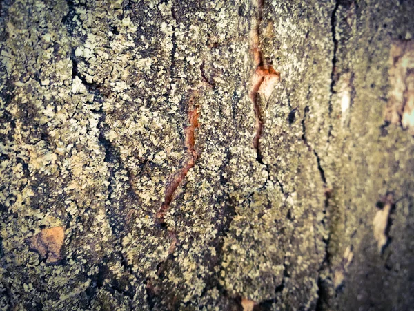 Träd Bark Konsistens Bakgrund — Stockfoto