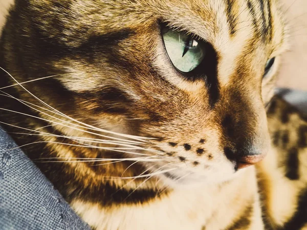 Big Bengal cat with light green eyes — стоковое фото