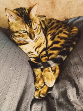 iri gözlü güzel Bengalli kedi