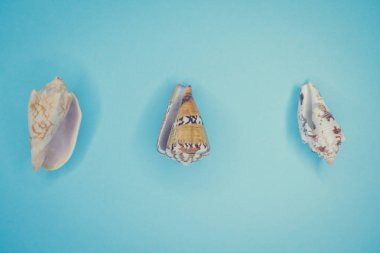 Mavi arka planda deniz kabukları